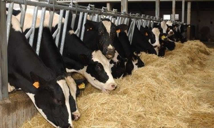 Los contratos lácteos en España podrán modificarse según los costos