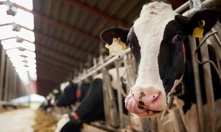 Fuerte ascenso de los productos lácteos de Fonterra en la segunda subasta de enero 