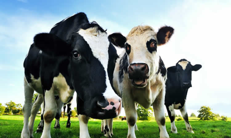 La evolución de la producción mundial de leche muestra aumento de un 0,4% entre enero-noviembre 2021