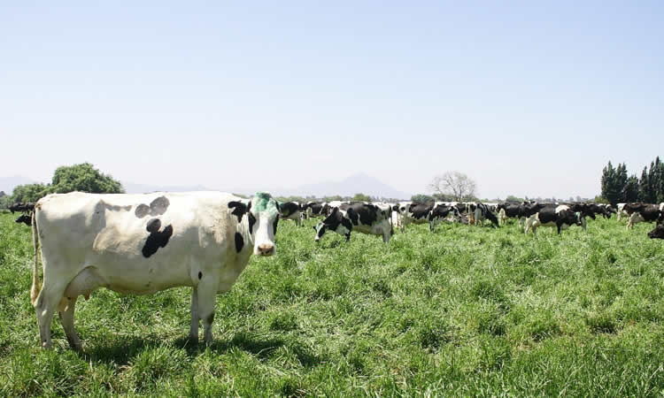 Producción de leche mantiene un resultado mixto entre enero – noviembre, situación por región.