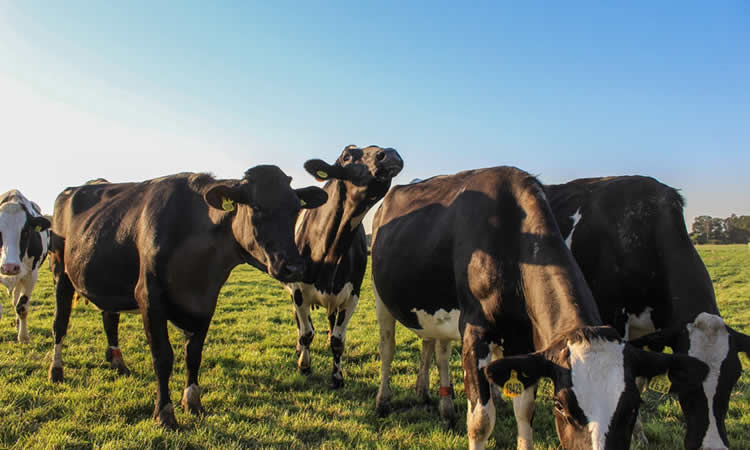 Ranking de la industria láctea refleja a noviembre una desaceleración en la compra de leche cruda a nivel nacional