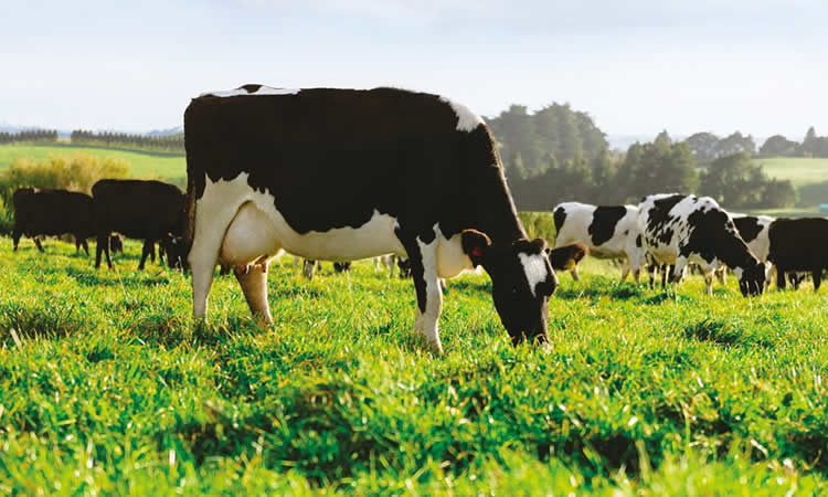 Las perspectivas para la producción mundial de leche siguen siendo moderadas 