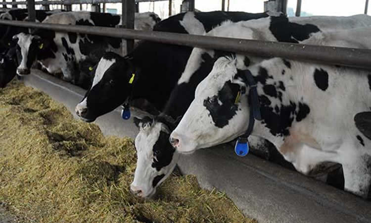 Incertidumbre sobre derechos de agua podría afectar la producción lechera, alertan productores