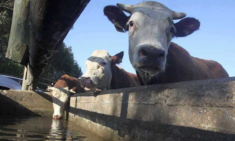 Innovación busca contribuir al sistema de vigilancia de Fiebre Q en bovinos