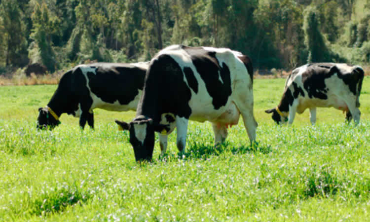 El índice de precios de los productos lácteos de la FAO anota su quinto aumento mensual consecutivo
