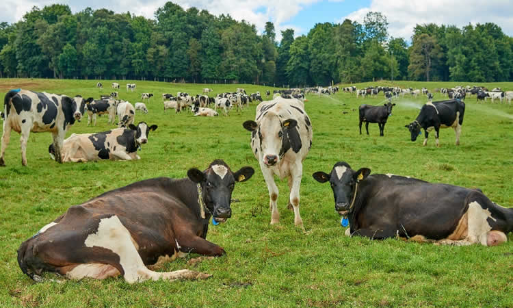 La recepción nacional de leche cruda acumula una caída de 0,3% al cierre de 2021 