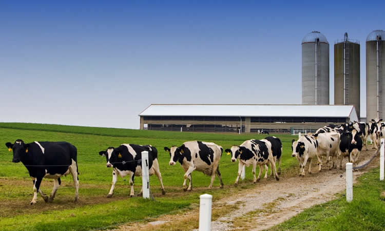 Las exportaciones de productos lácteos cierran con caída de 4,6% en 2021 y totalizan US$ 198,1 millones