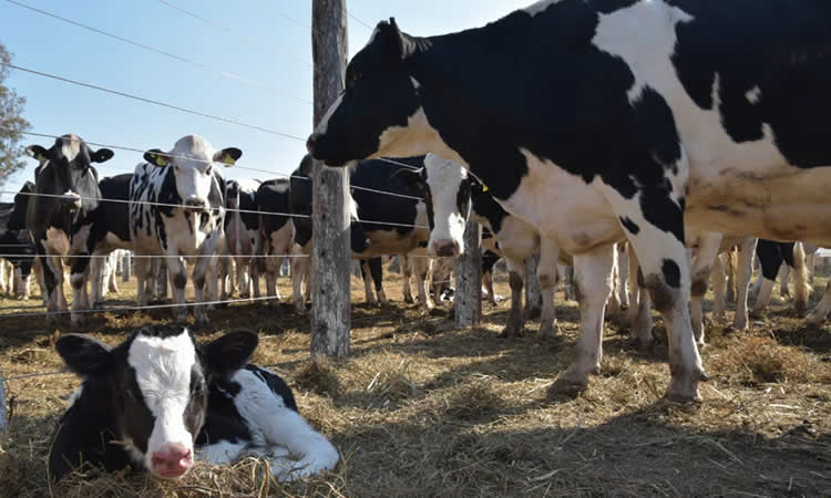 Tensiones entre Ucrania y Rusia aumentaría los precios mundiales de los productos lácteos