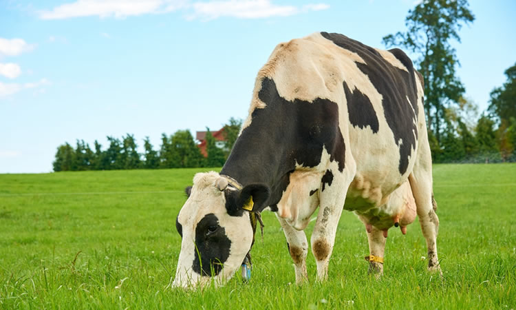 Producción nacional de leche cayó un 0,3% en 2021, con resultado mixto entre regiones 