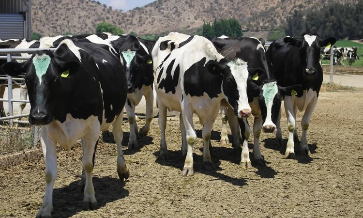 La producción conjunta de los principales exportadores e importadores de leche del mundo finaliza 2021 con variación del 0,3% 