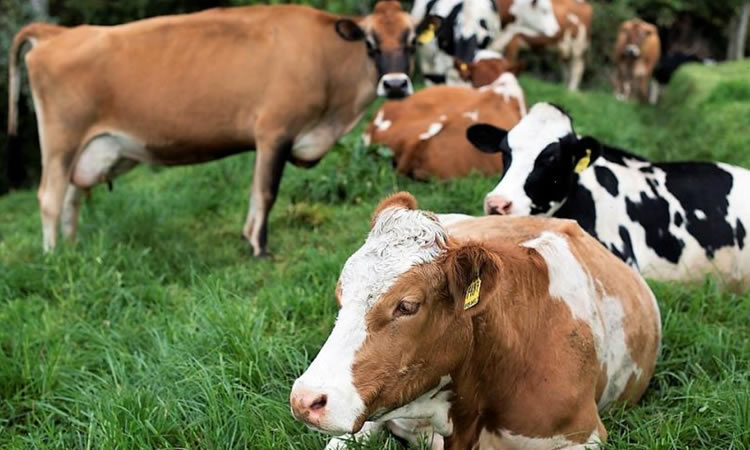 La producción mundial de leche aumenta un 0,7% en 2021 
