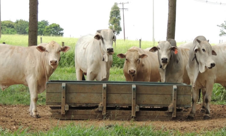 Brasil: vuelve a subir el precio de la leche, pero no la rentabilidad 