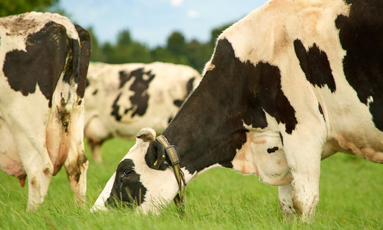 Recepción de leche cruda anota importante caída al iniciar 2022