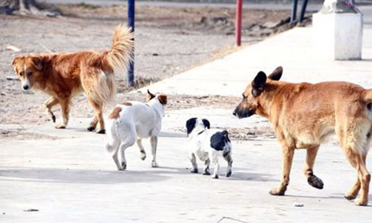 El silencioso impacto de los perros asilvestrados