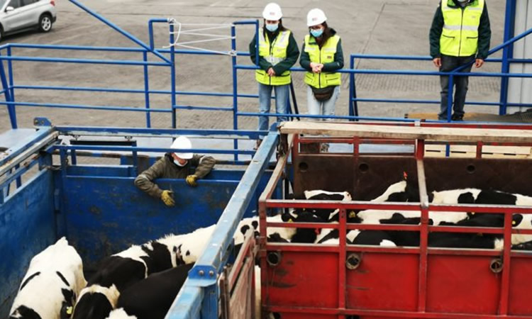 SAG Biobío certificó embarque de vaquillas en pie a China