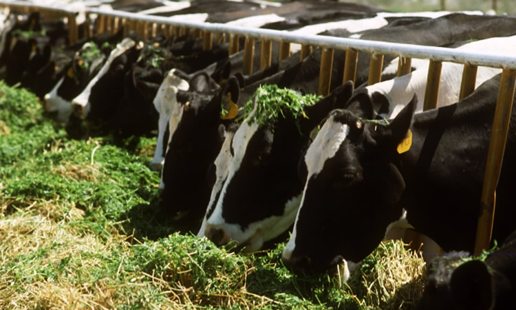 El índice de precios de los lácteos de FAO marcó el sexto aumento mensual consecutivo en febrero 