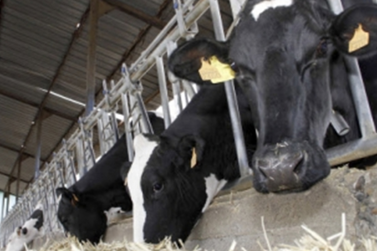 Productores advierten que la leche corre peligro en España por la guerra de Ucrania
