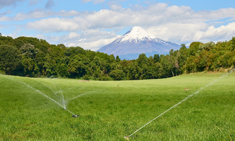 Uso eficiente del fósforo en praderas: cuidando nuestros cuerpos de agua