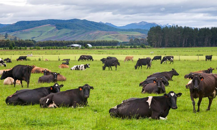 Procesadores lácteos de NZ celebran Tratado de Libre Comercio (TLC) con el Reino Unido 