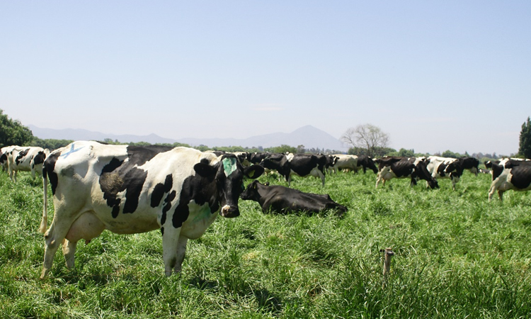 Fedeleche reclama reacción de la industria frente a grave situación de los productores