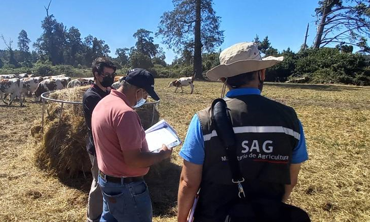 SAG Los Lagos supervisa cuarentena de ganado bovino que se exportará a Perú