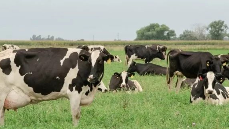 El precio de la leche en Argentina debe recuperarse frente al aumento de los insumos