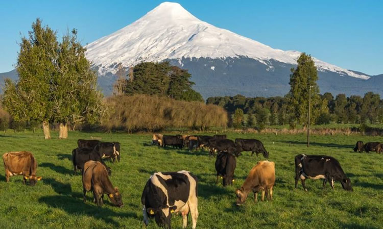 Aproleche Osorno: “Trabajando para el futuro del sector”