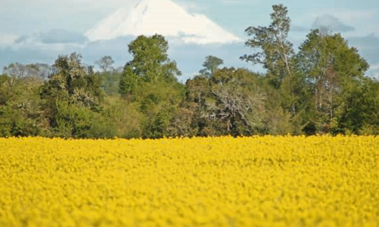 Afrecho de raps: fuente proteica que crece en importancia en nutrición animal 