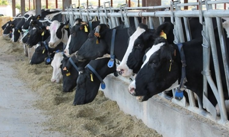 La incertidumbre domina el mercado lácteo, según el Observatorio de la UE