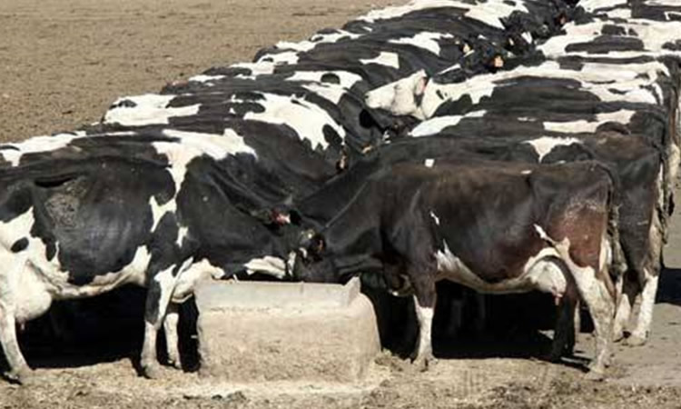 Uruguay: Producción de leche cayó en el primer bimestre del año