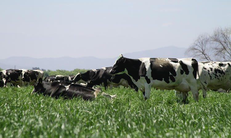 Recepción nacional de leche cruda anota caída de 3,6% a febrero 2022