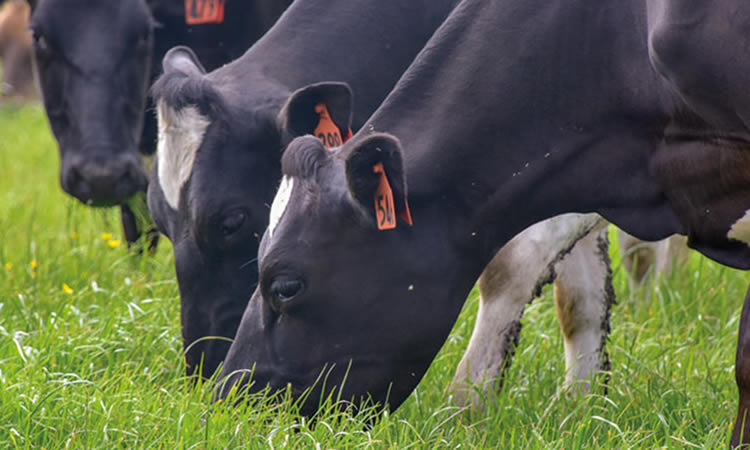 Fonterra espera un sostenimiento de precios