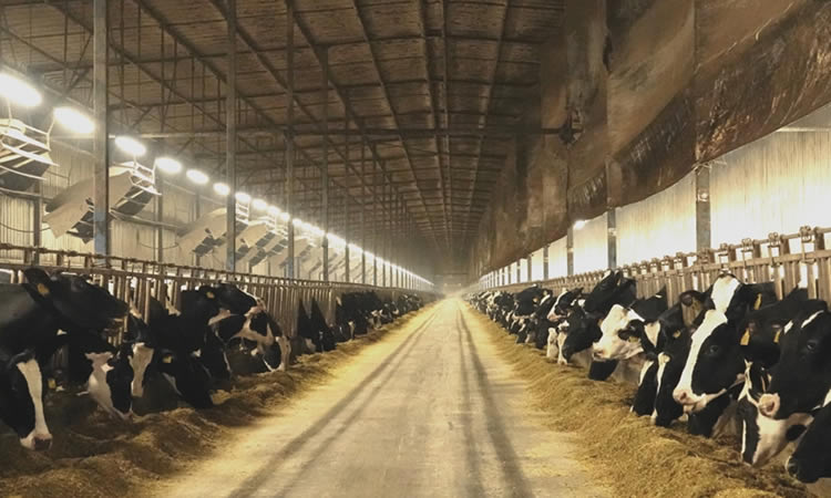 El índice de precios de los productos lácteos de la FAO encadena el séptimo mes consecutivo de aumento