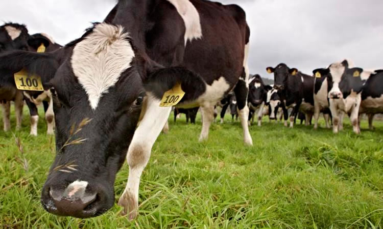 Exportadores de lácteos de EE.UU. cooperarán con Latinoamérica
