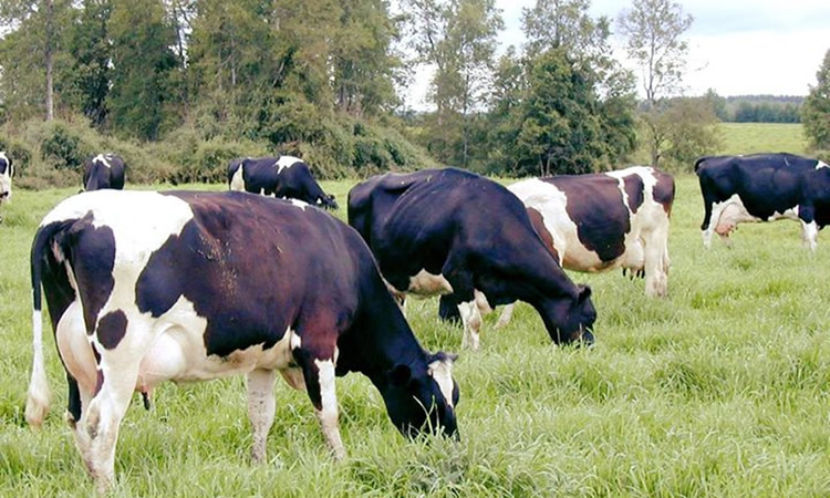 Fedeleche estima baja de producción láctea por encarecimiento de fertilizantes y sequía