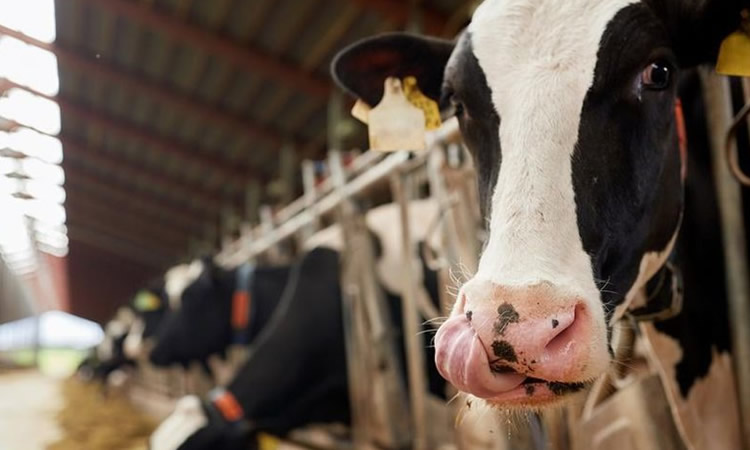 La caída de los niveles de producción de leche debería hacer que los precios comiencen 'con el pie delantero' la próxima temporada