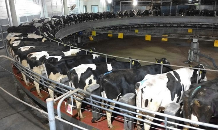 Argentina: Aumenta el precio de la leche y los tamberos sonríen