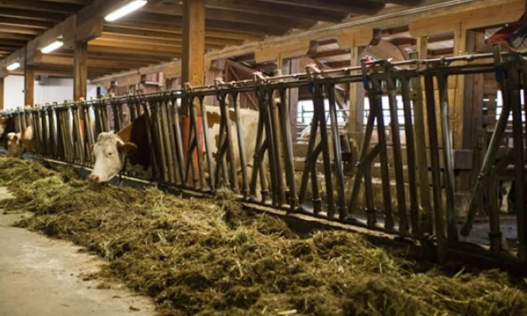 Con ligero aumento cierra la producción de leche de la UE a febrero