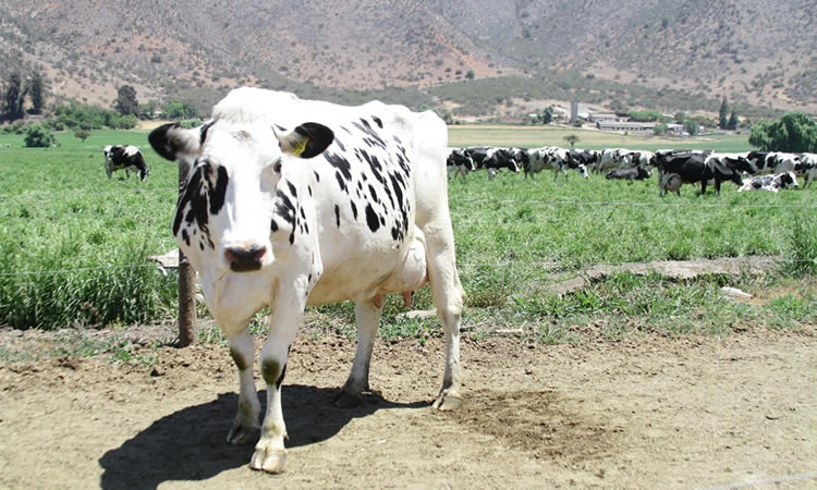 Condiciones para la producción lechera que preocupan a los agricultores 