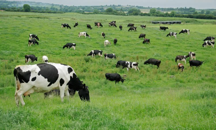 ¿Son las vacas las mayores responsables del cambio climático y contaminan más que el transporte?