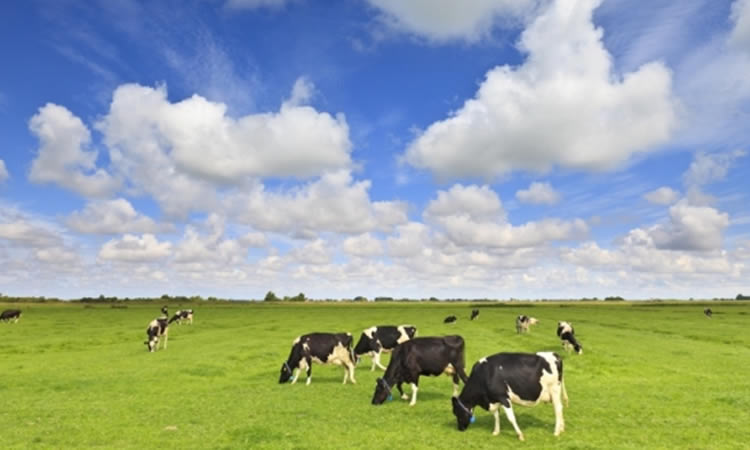 Australia: Ven una temporada favorable para la industria láctea