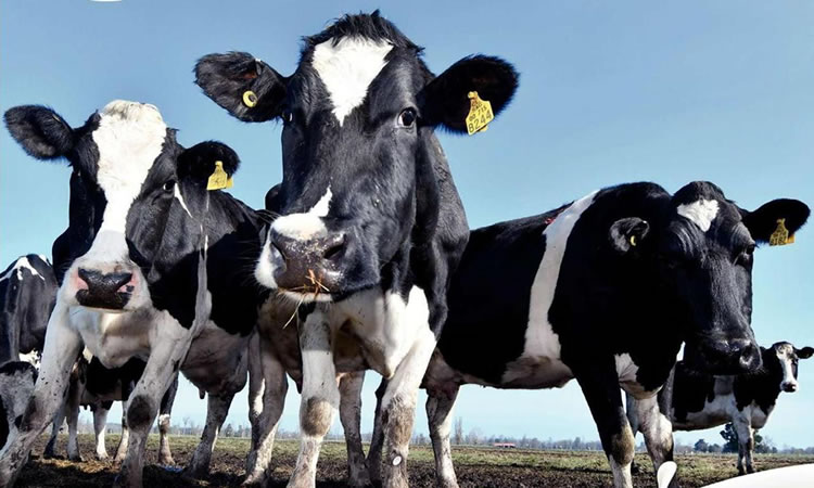 Recepción nacional de leche anota cae 2,3% al primer trimestre de 2022