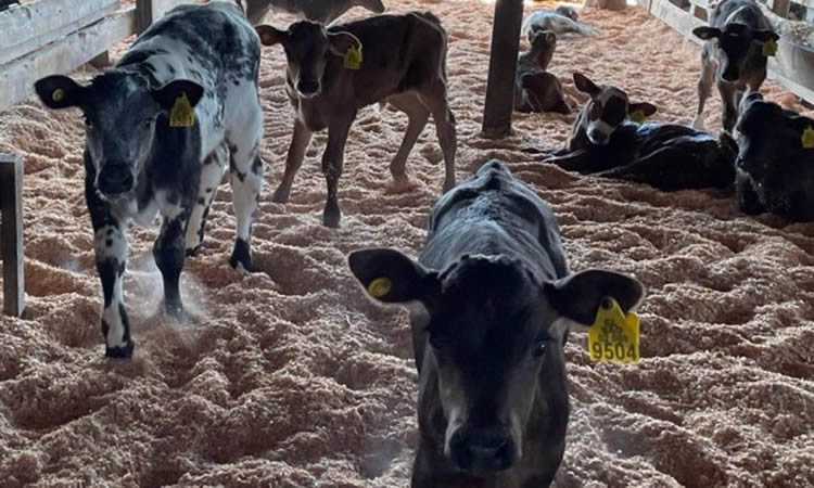 Proyecto de terneros macho de lechería alcanzan hasta 180 kilos en seis meses