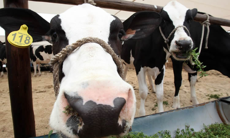 SAG actualiza normativa de vigilancia de Brucelosis bovina en la última etapa de erradicación