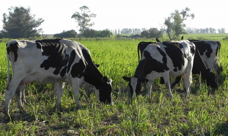 Uruguay: El relevo generacional y la falta de leche son los principales problemas de la lechería 
