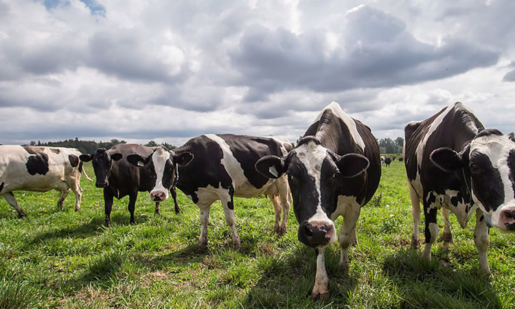 La producción mundial de leche crece 0,7% en el primer trimestre de 2022