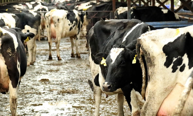 Argentina: La producción de leche sigue creciendo, pero advierten que podría empezar a caer