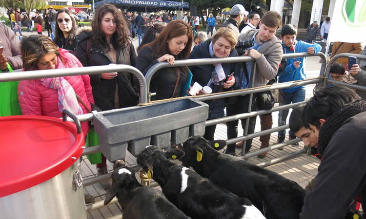 Aproleche Osorno invita a la comunidad a celebrar el “Día Mundial de la Leche”