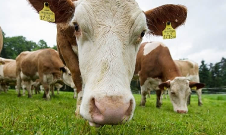 UE: Los precios de la leche en polvo y mantequilla suben más del doble que el precio al ganadero 