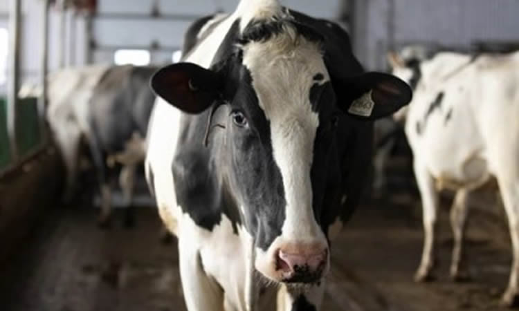 Estados Unidos presenta segunda queja comercial formal contra la política láctea canadiense